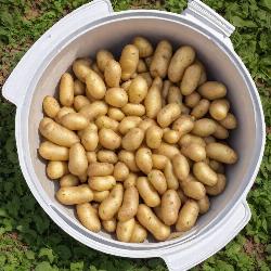 OB Potato Sprinkler 