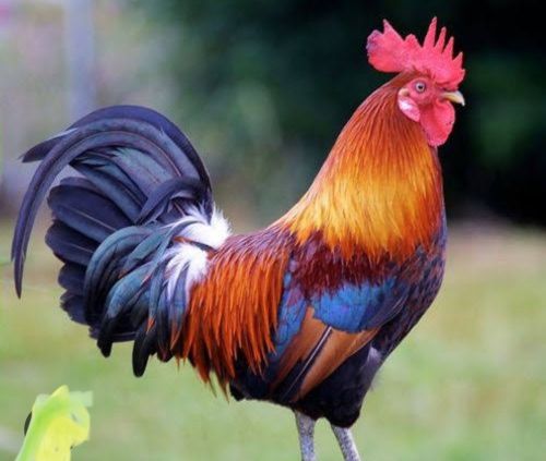 Desi Chicken (Full 1 Kg)